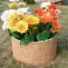 Цветник КАНЬОН купить в Баймаке